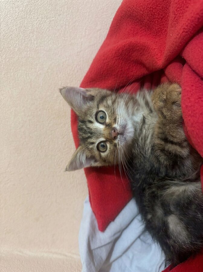 Линда младшая